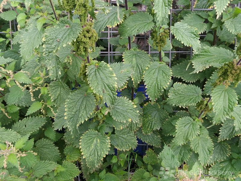 Ảnh chụp chi tiết trên blackberry dtek50