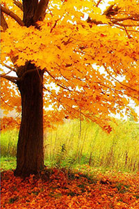 Hình nền blackberry keyone